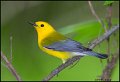 _0SB9606 prothonotary warbler